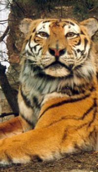 Präparierter Tiger