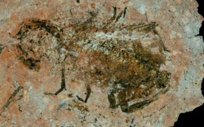 Fossiler Skorpion