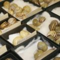 Molluskensammlung des Museums